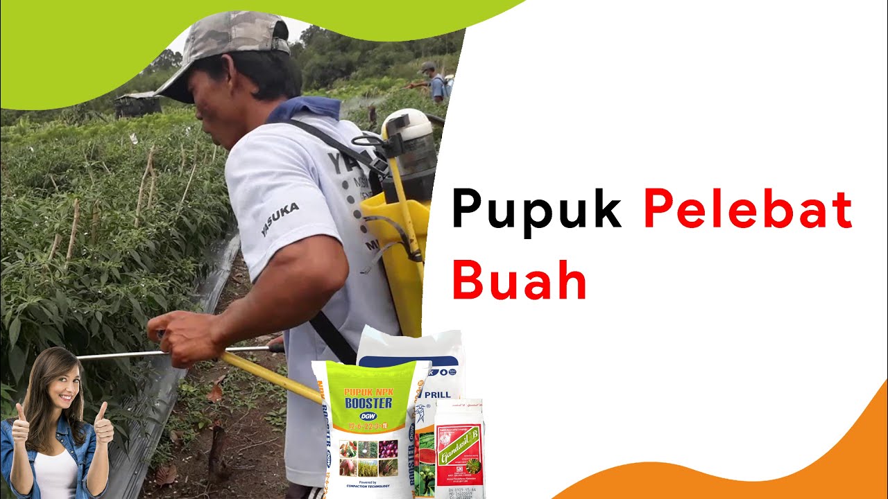 5 Pupuk Daun Pelebat Buah, Fase Generatif