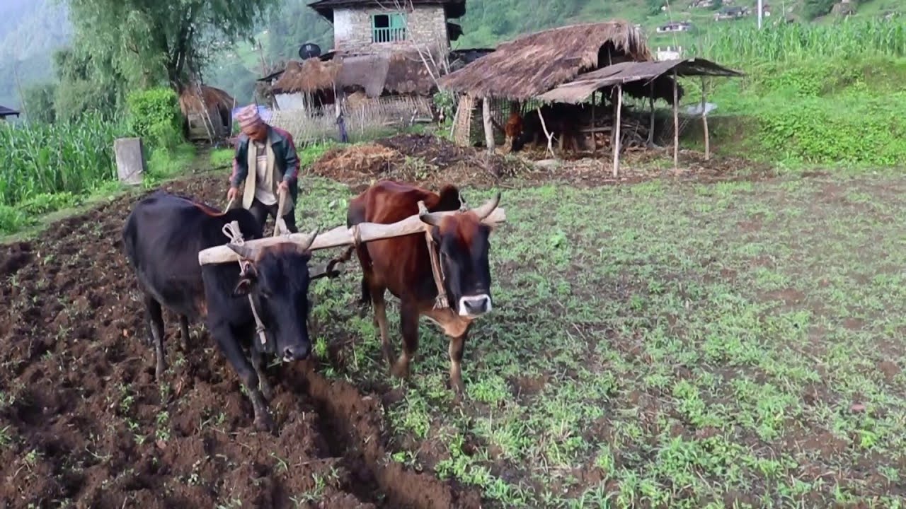 Village Life in nepali   Niskot myagdi