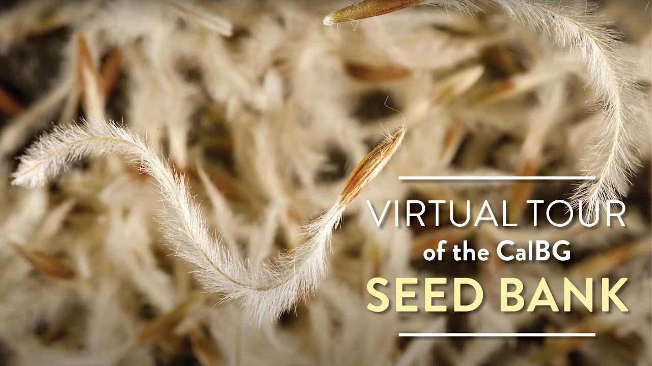 Virtual Tour of the California Seed Bank at CalBG