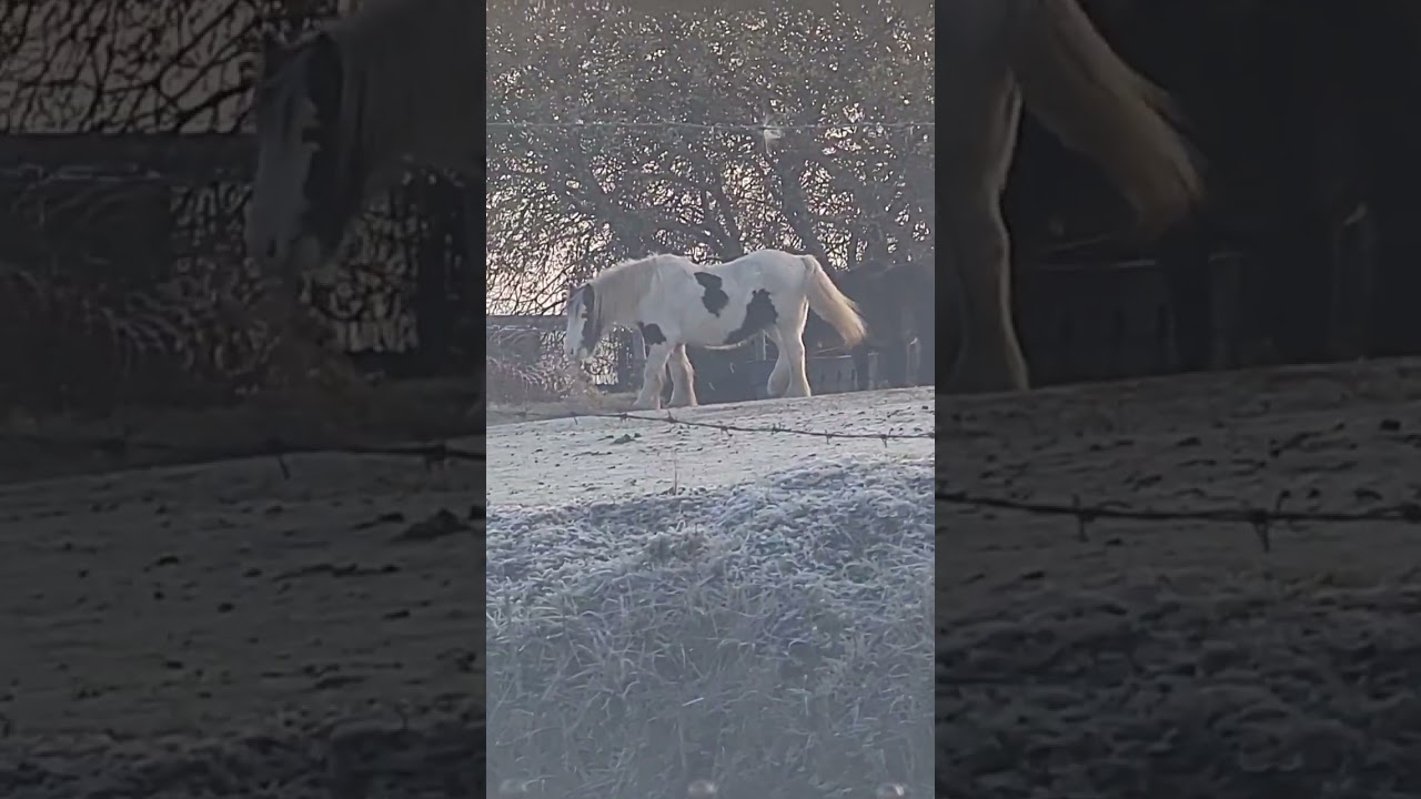 Snow Day , Horse Is Freezing #shorts #capcut