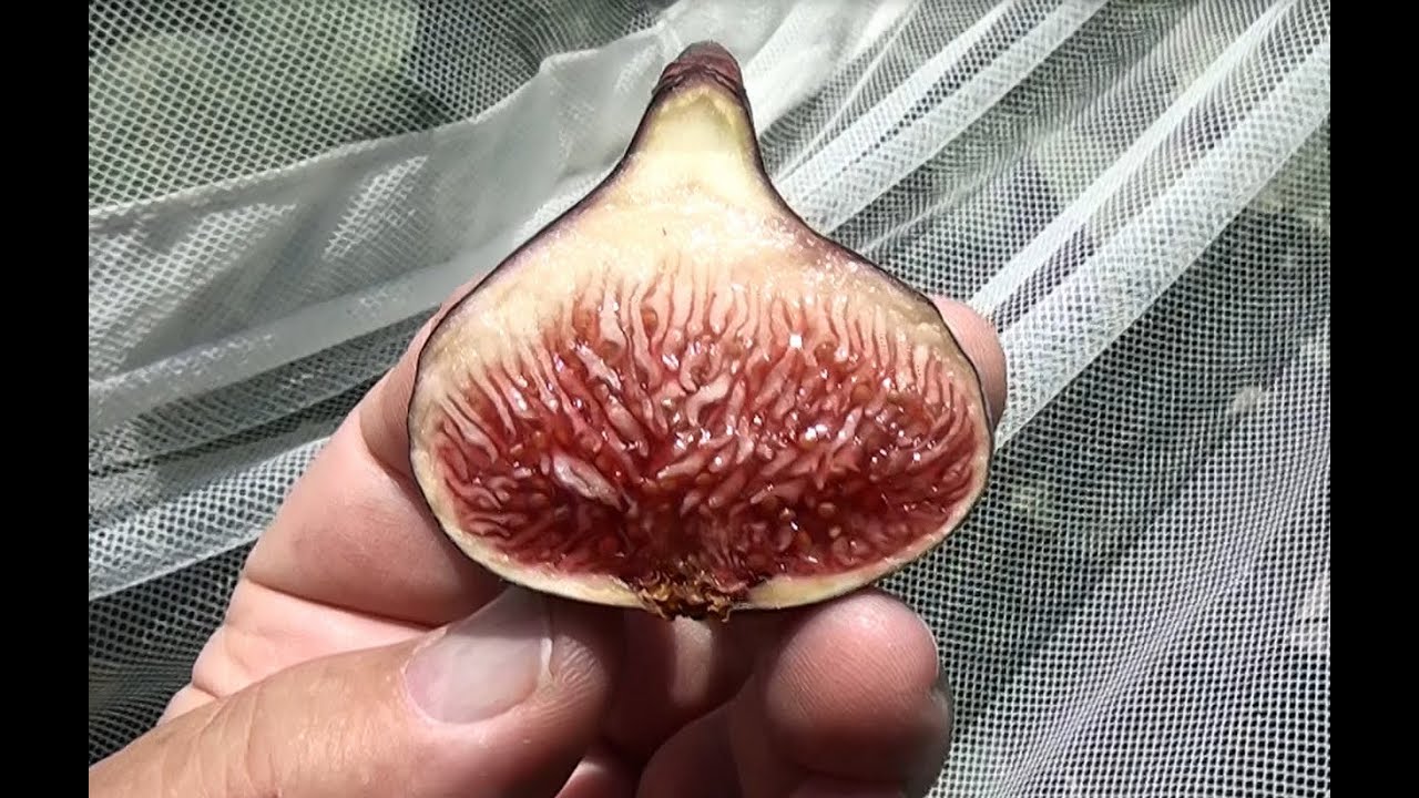 Violette de Sollies - a great French fig
