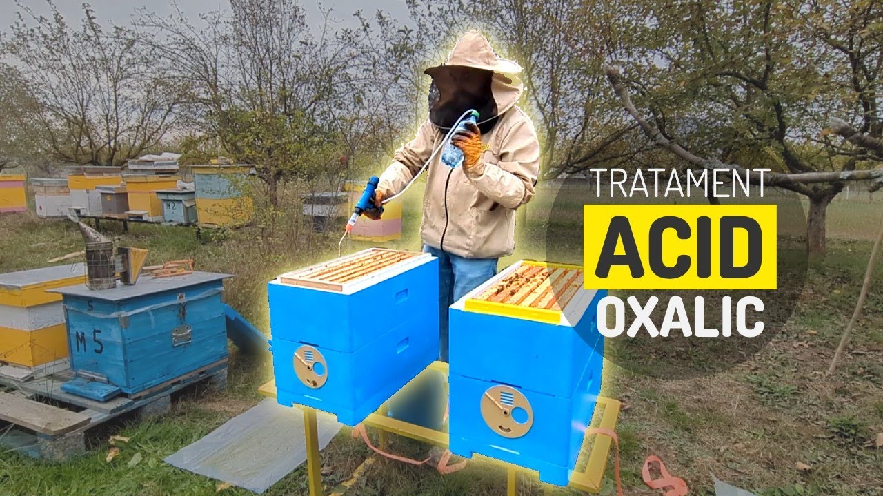 Cum tratez albinele cu acid oxalic 🐝 (toamna 2025)
