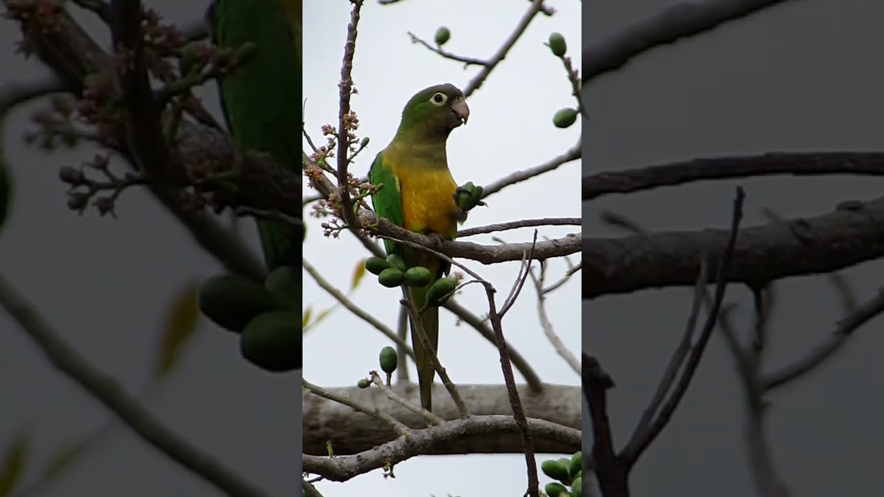 #periquito da #caatinga na #natureza