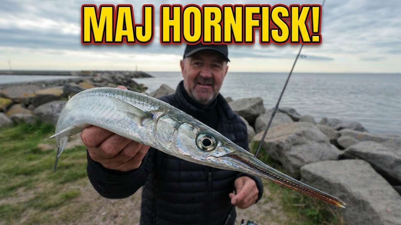 Mede hornfisk på Prøvestenen.  Maj 2025