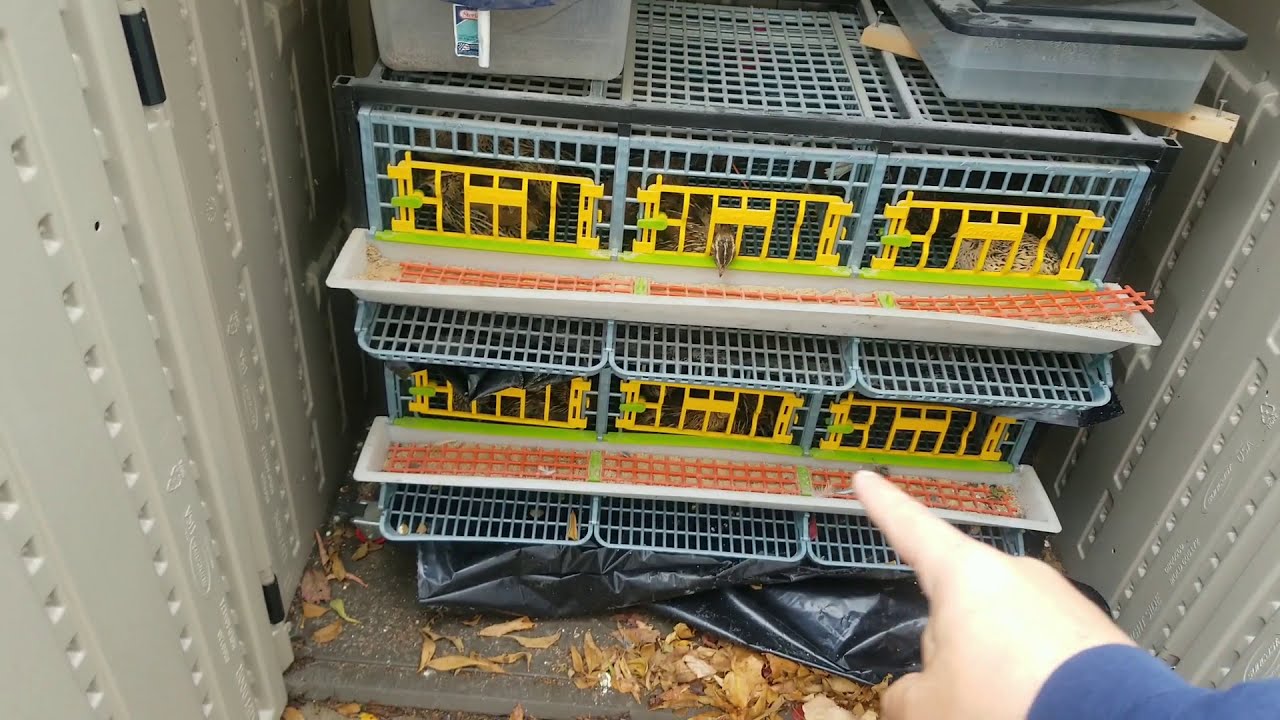 Small (Stealth) Backyard Quail Setup