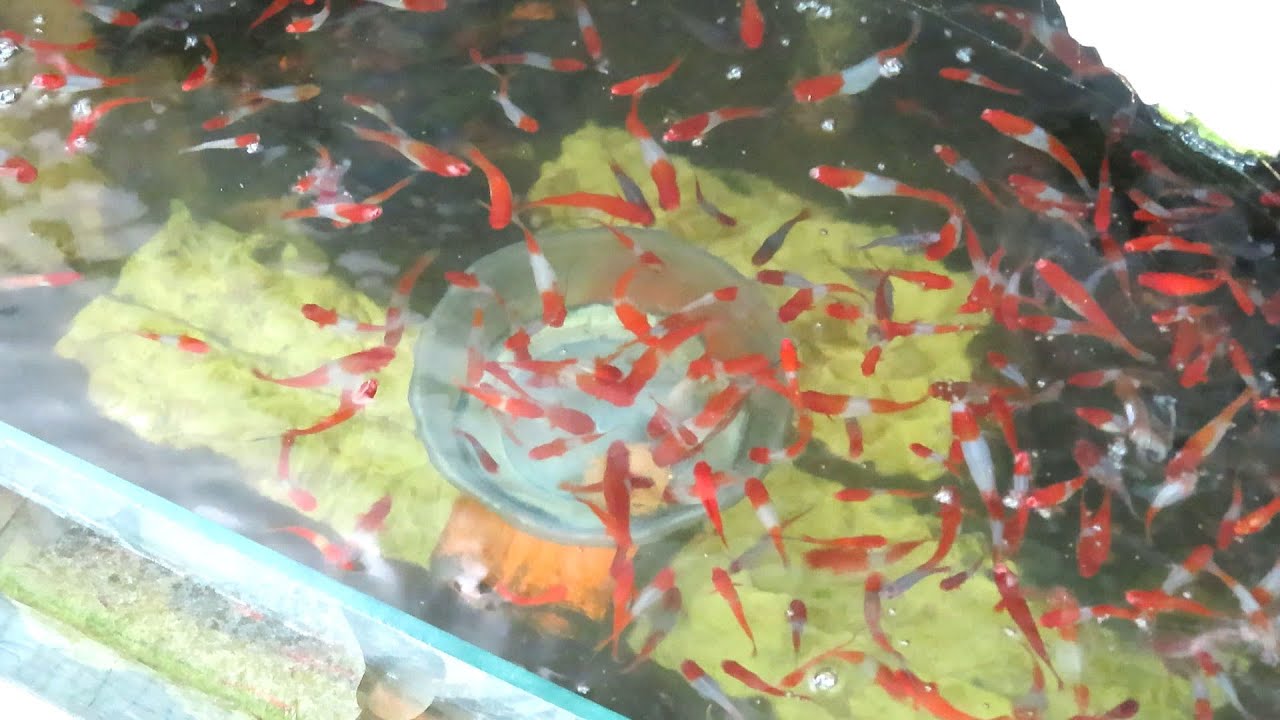 Aquarium (kohaku swordtail fish) After 10 months 😍