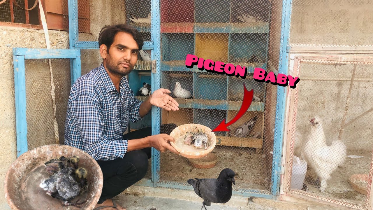 Aaj Hum Ne Kabootar Ke Bachay Ki Madad Ki