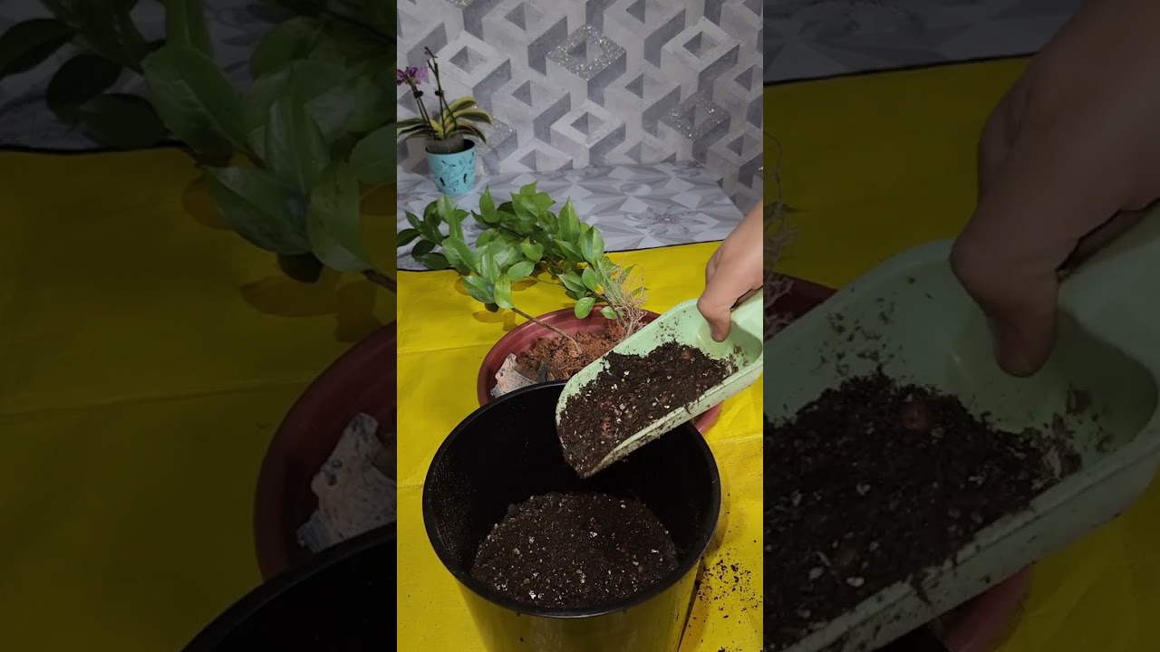 N⁰-348. КАМИЛИЯ ГУЛИНИ ЭКИШ ВА ПАРВАРИШИ ХАКИДА МАЪЛУМОТ😍😍😍