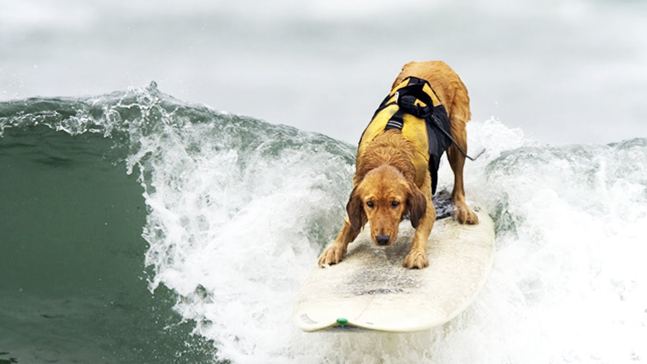 SURFING DOGS ★ Word's Best Surfer Dogs (HD) [Funny Pets]