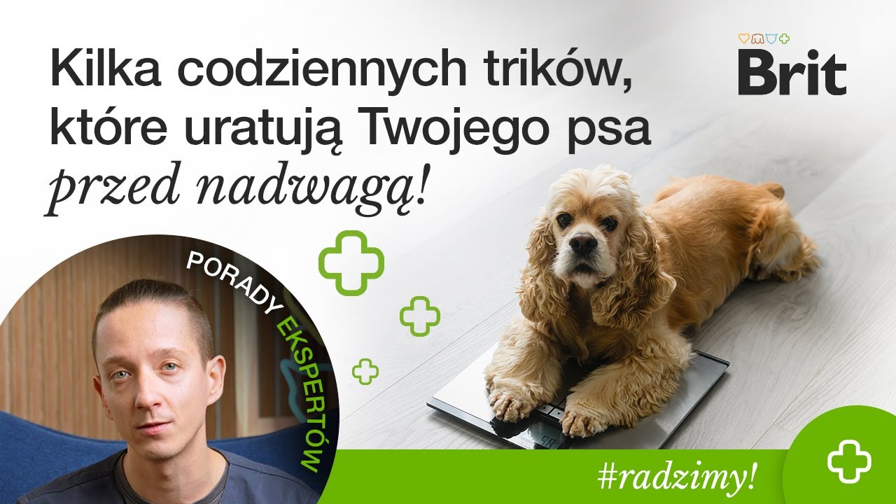 RADZIMY: Kilka codziennych trików, które uratują Twojego psa przed nadwagą! - Brit Polska
