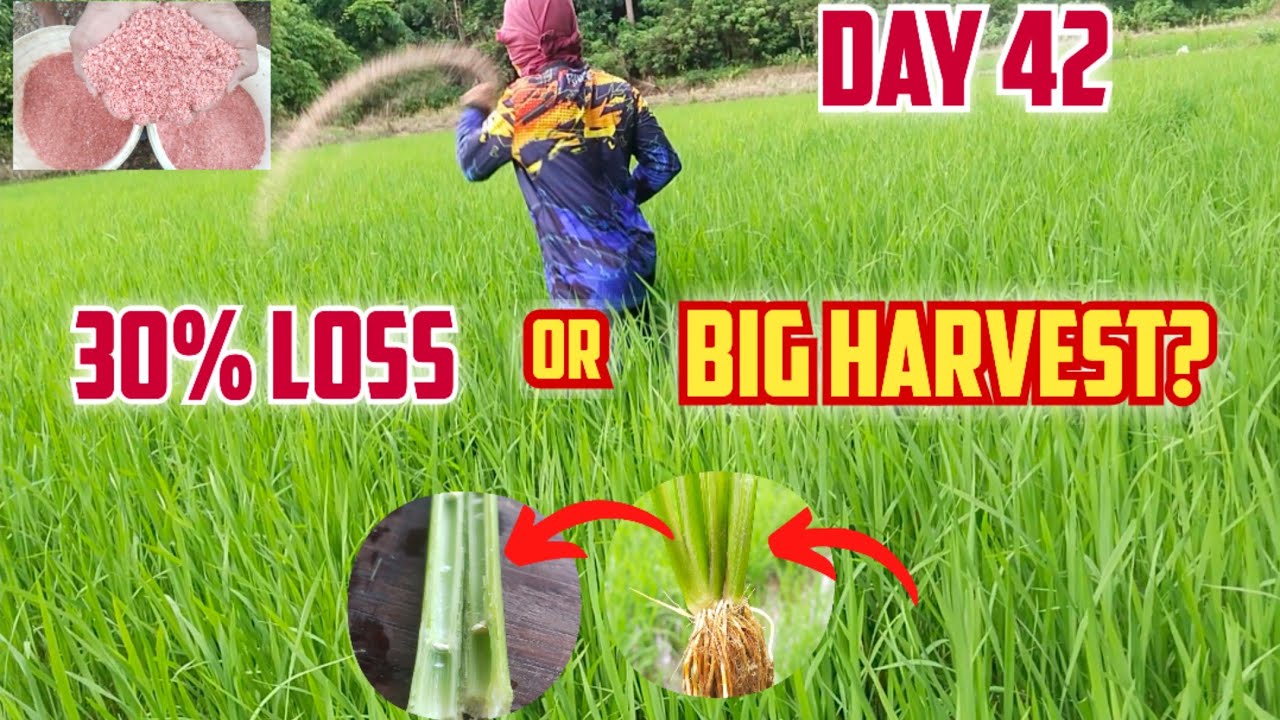 Day 42 Rice Secret Revealed! Mga Mali sa Panicle Stage na Pwedeng Magbawas ng 30% sa Harvest Mo