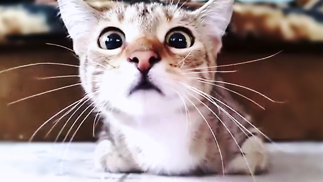 ТОПовые ПРИКОЛЫ С КОТАМИ! ИСПУГАННЫЕ КОТЫ! часть 2