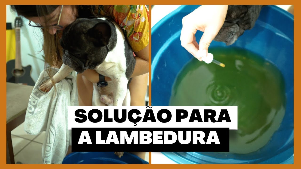 COMO ACABAR COM A LAMBEDURA DE PATAS DO SEU CACHORRO