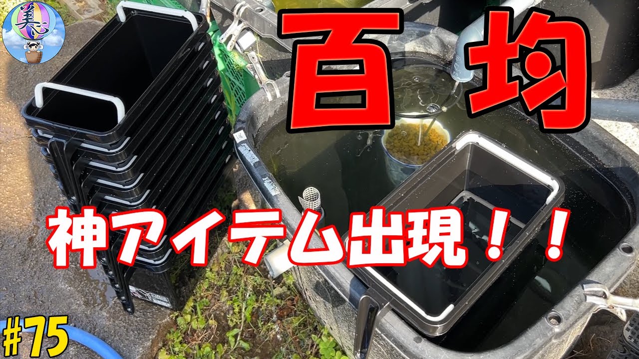 百均に神アイテム出現！？百均めだか革命♪【スタッキングボックス黒】＃７５ ～美心めだか～