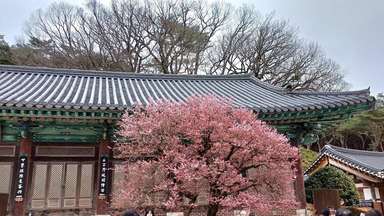 2월 26일 마당냥이들❤️ 연차에 김밥싸서 경남 양산 통도사 홍매화, 우담바라, 공작새 보고 남편과 차에서 도시락 먹고 울산 자수정동굴 구경했어요😊
