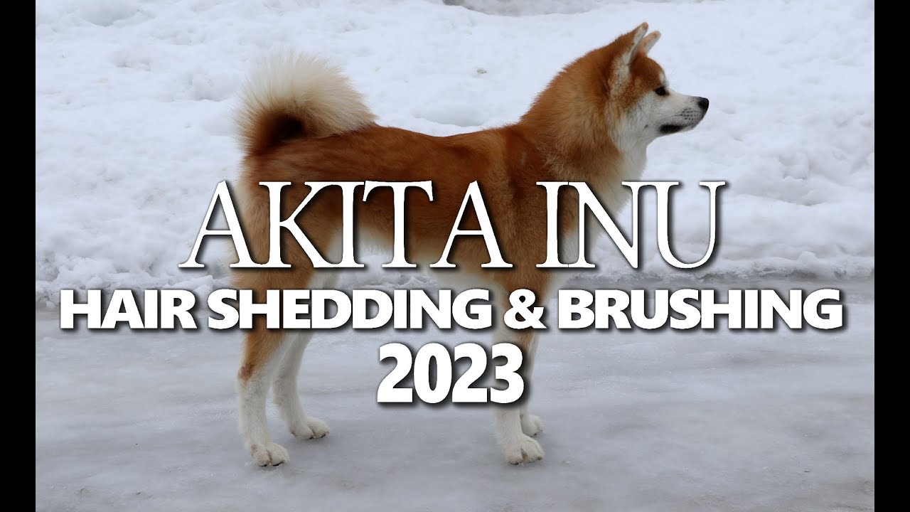 Akita Inu Hair Shedding & Brushing 2023