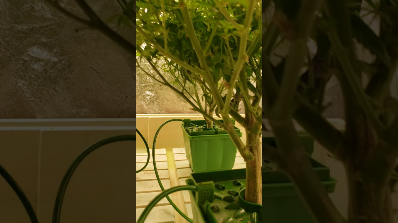 Floraflex week 4 of flower