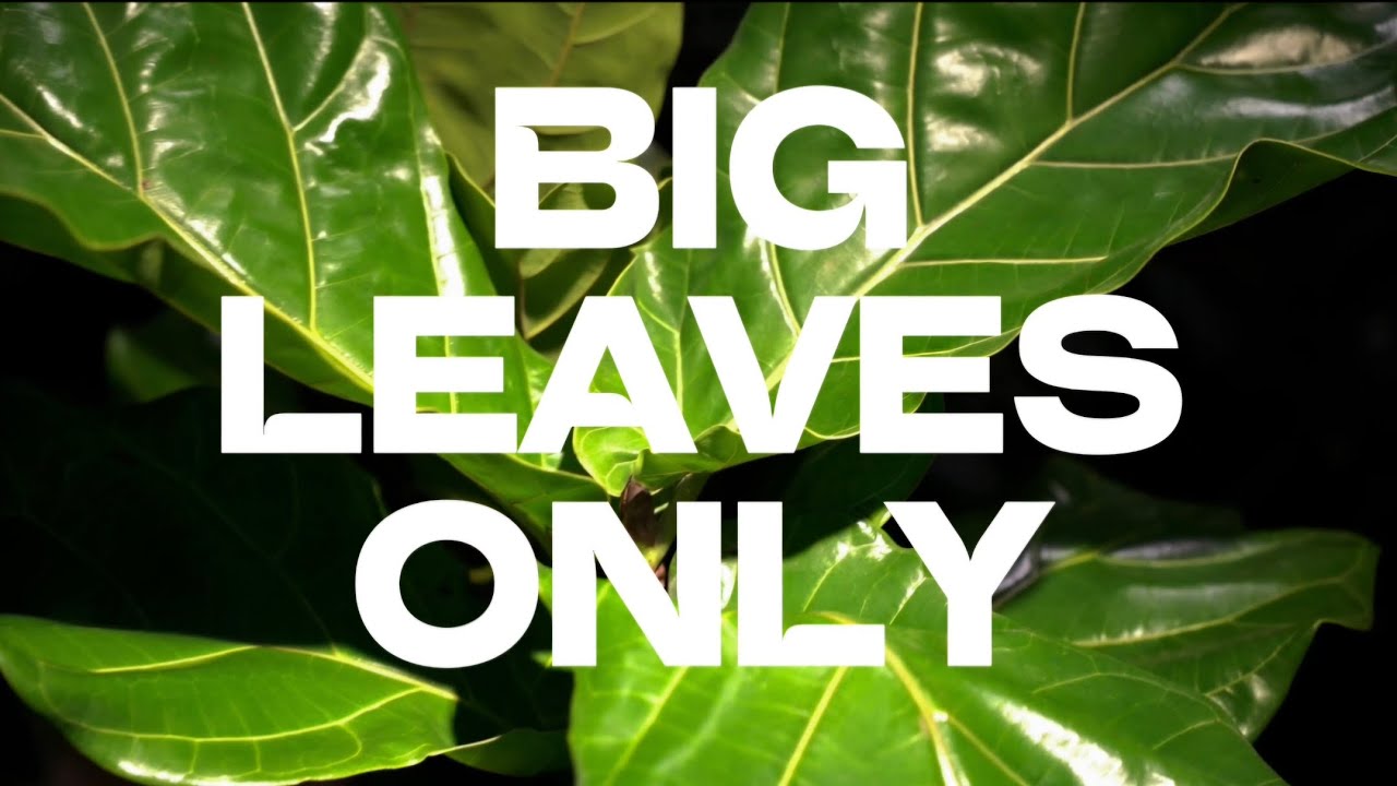 BIG LEAVES ONLY - Rocco Elliot (Official music video)