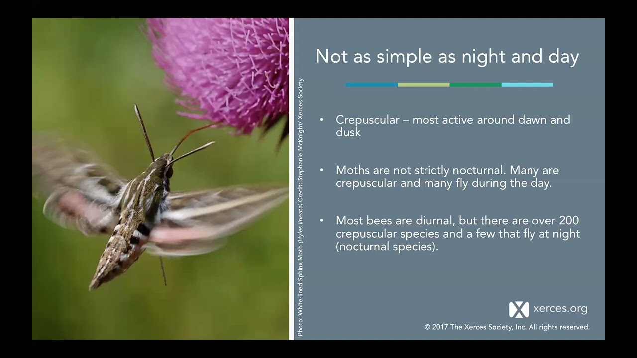 MAPN November 2024 presentation - Night Pollinators with Emily May
