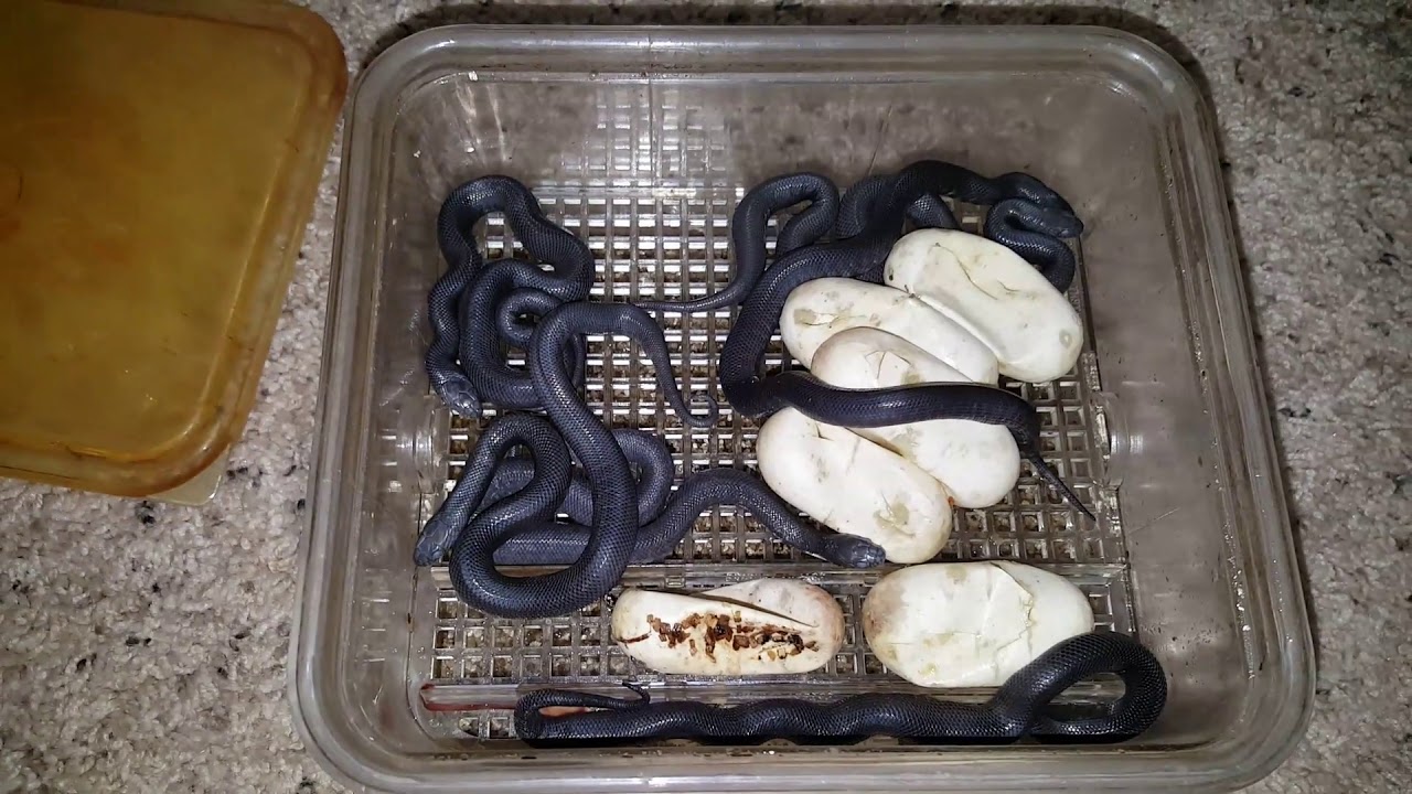 Mexican Black Kingsnakes Hatched