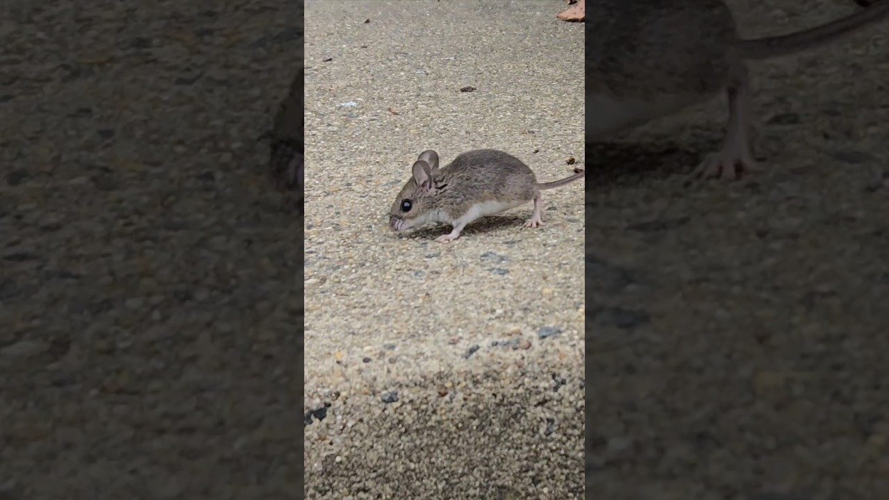running mouse / Lake Accotink Park / Fairfax, Virginia (Apr 21, 2024) 