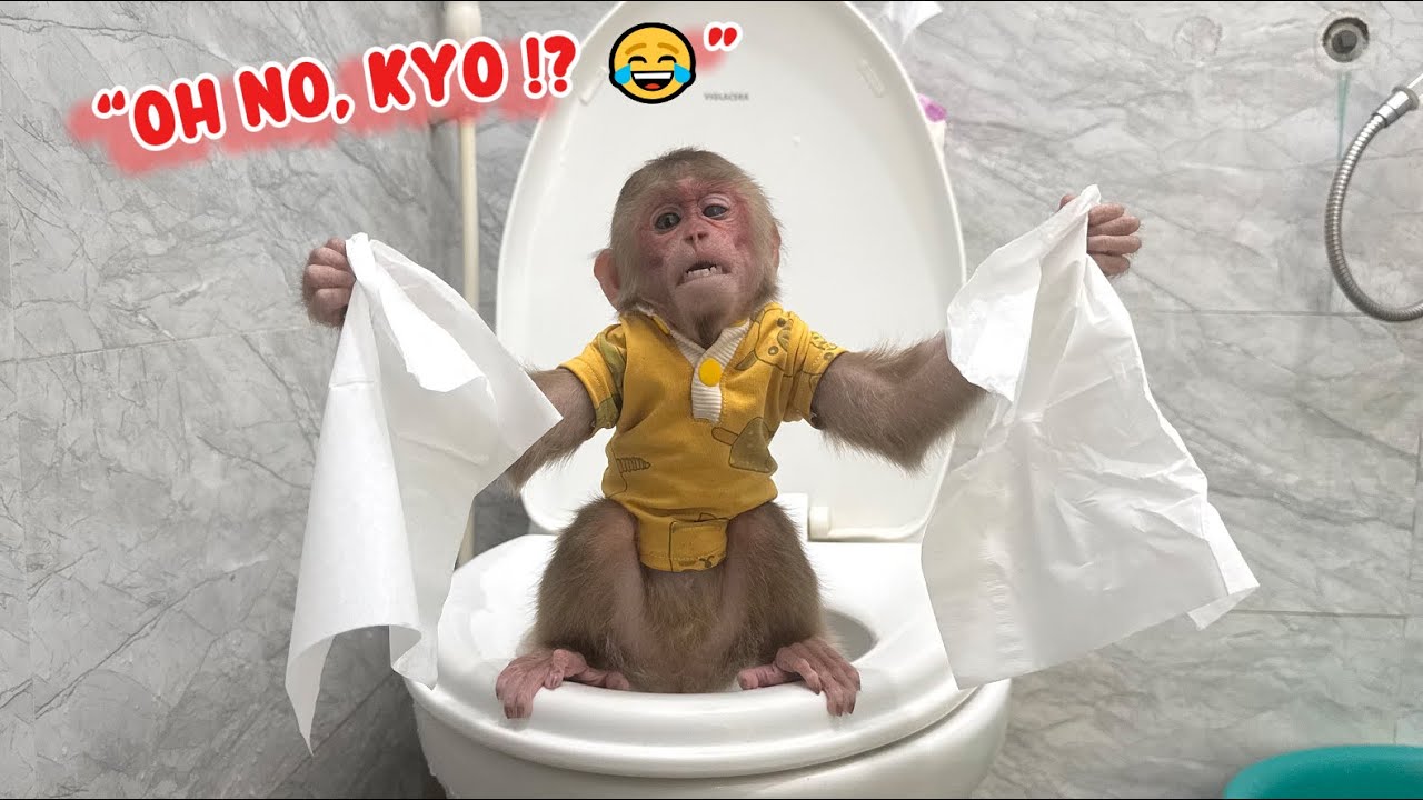 So cute! Monkey Kyo goes potty right after waking up!