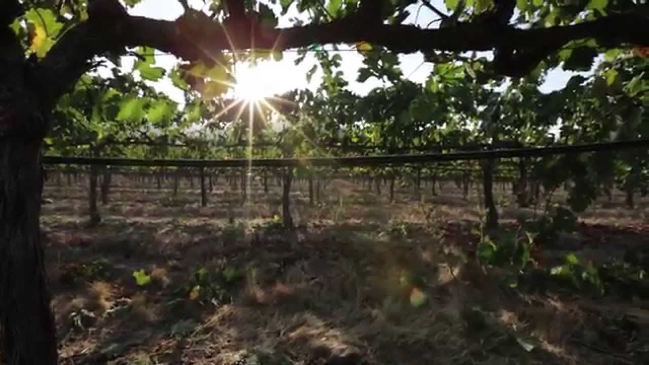 Three Palms Vineyard