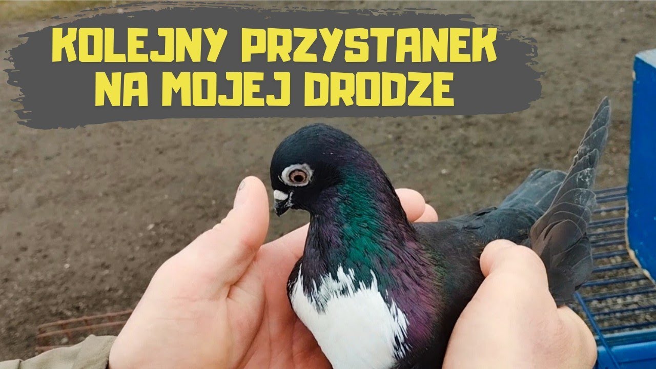 Targ Zwoleń 18.02.2024 Gołębie Indyki Kaczki Króliki Papugi Kury Koguty Gęsi Bażanty Perliczki