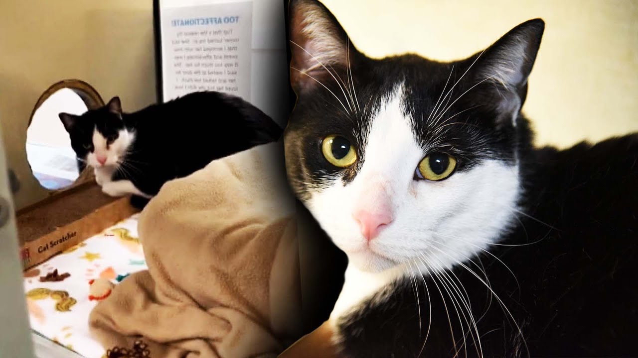 Cat Surrendered to Humane Society for Being ‘Too Affectionate’