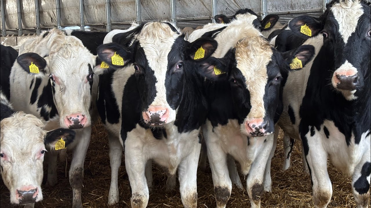 Przeganianie bydła🐄🤠, ścielenie =luźny dzień na gospodarstwie #4