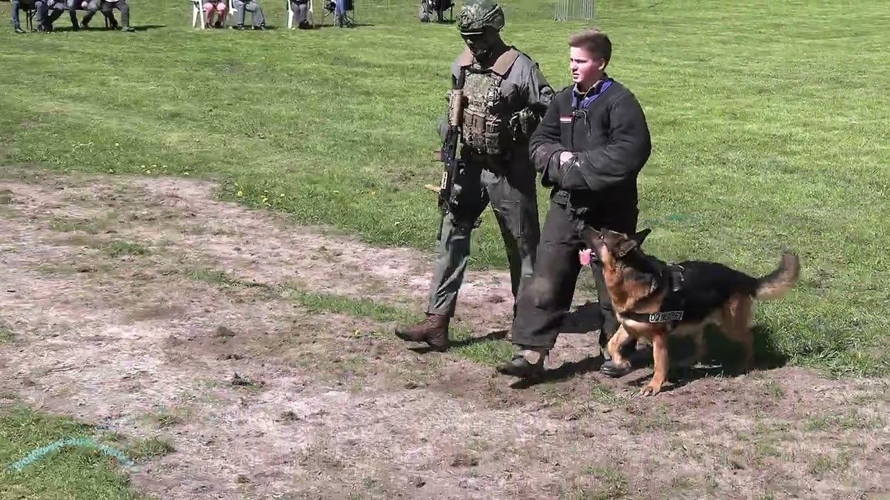 KNPV Trainingsdag Rambo