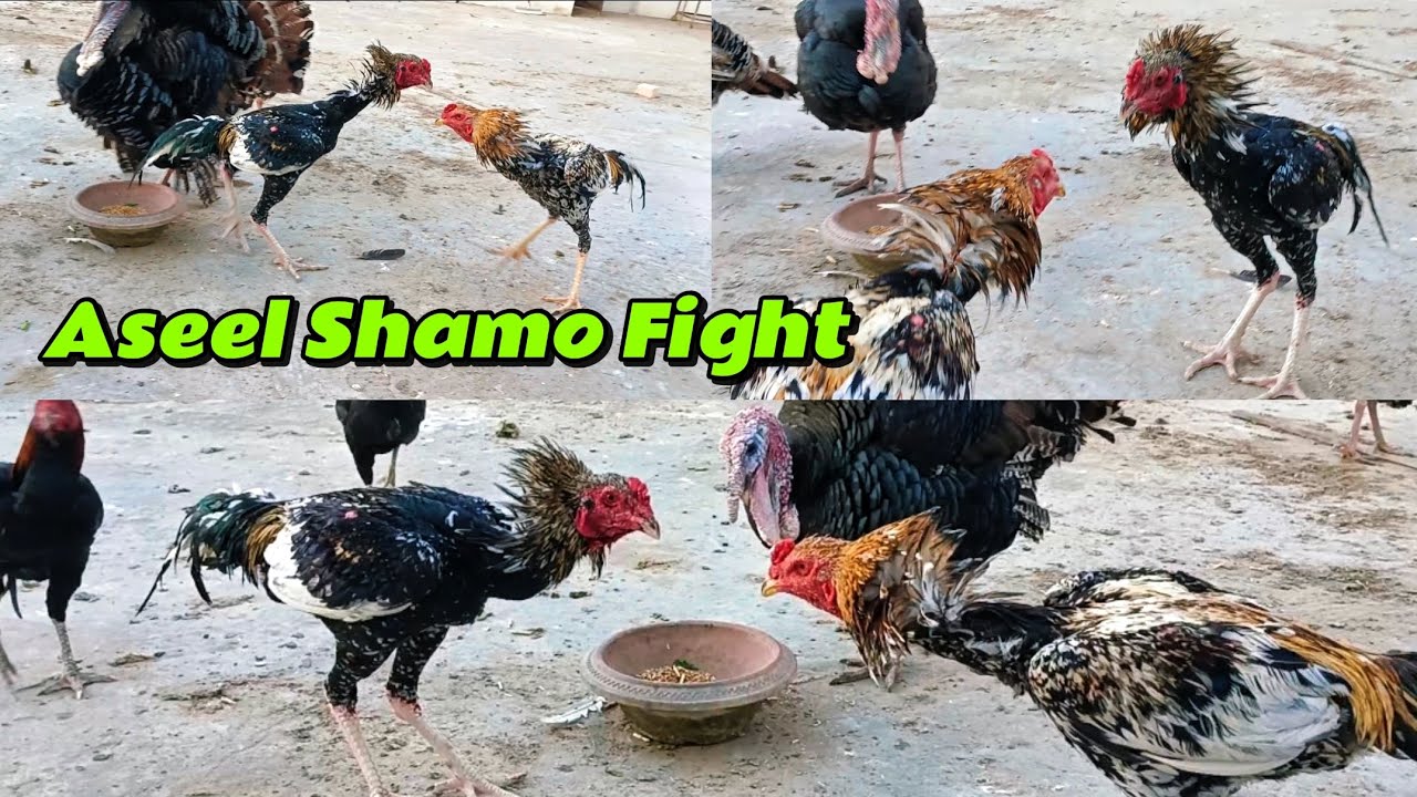 Aseel shamo fight in Pakistan #aseel #shamo #birds 