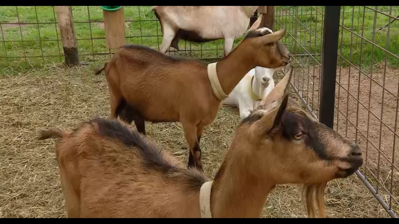 Inseminación artificial en cabras   - La Finca de Hoy