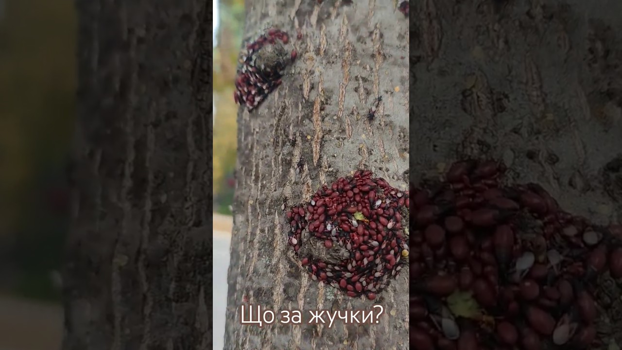 Їх дуже багато на кожному дереві🤔 #shorts #кропивницький #plants #комахи #комахиукраїна