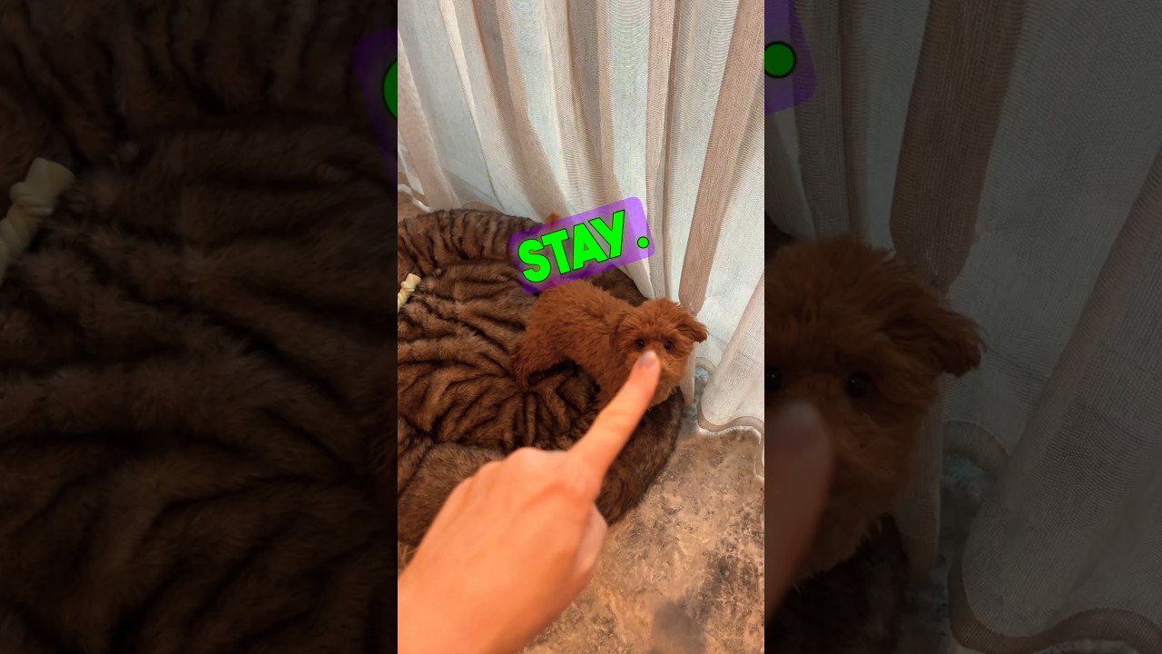Puppy training 🐾 #dogbehaviourist #dogtrainer #dogtraining #poodle #puppy #puppytrainer