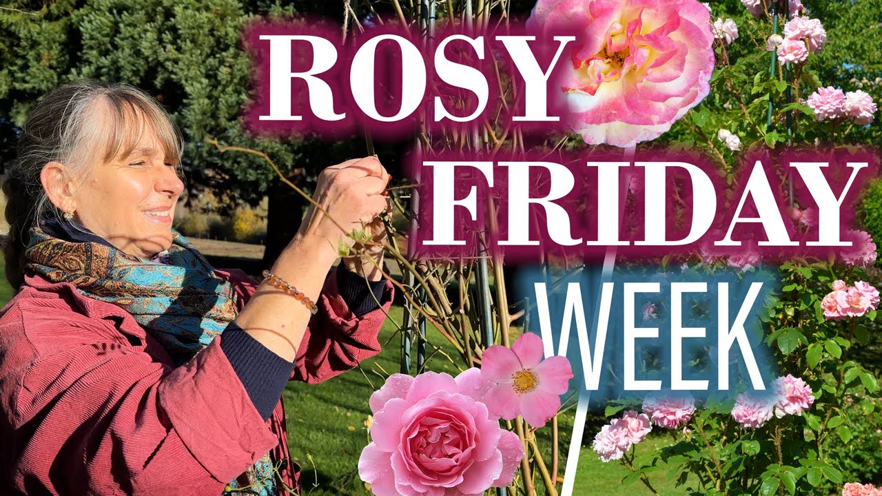 OBELISKEN für Rosen: Rosy Friday WEEK 🌷🌹🌷 Bester Deal für Rosen & Garten Freunde