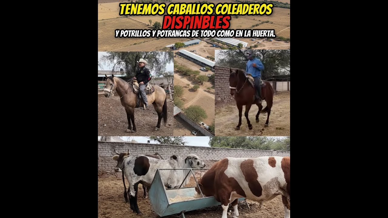 .....TENEMOS CABALLOS COLEADORES DISPONIBLES Y POTRILLOS Y POTRANCAS DE TODO COMO EN LA HUERTA 🐴🇲🇽😍🤠