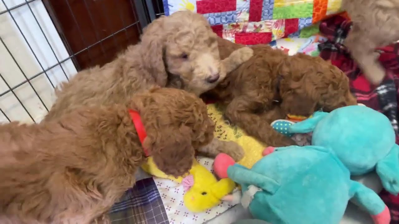 Red and Apricot Standard poodle breeders in Michigan