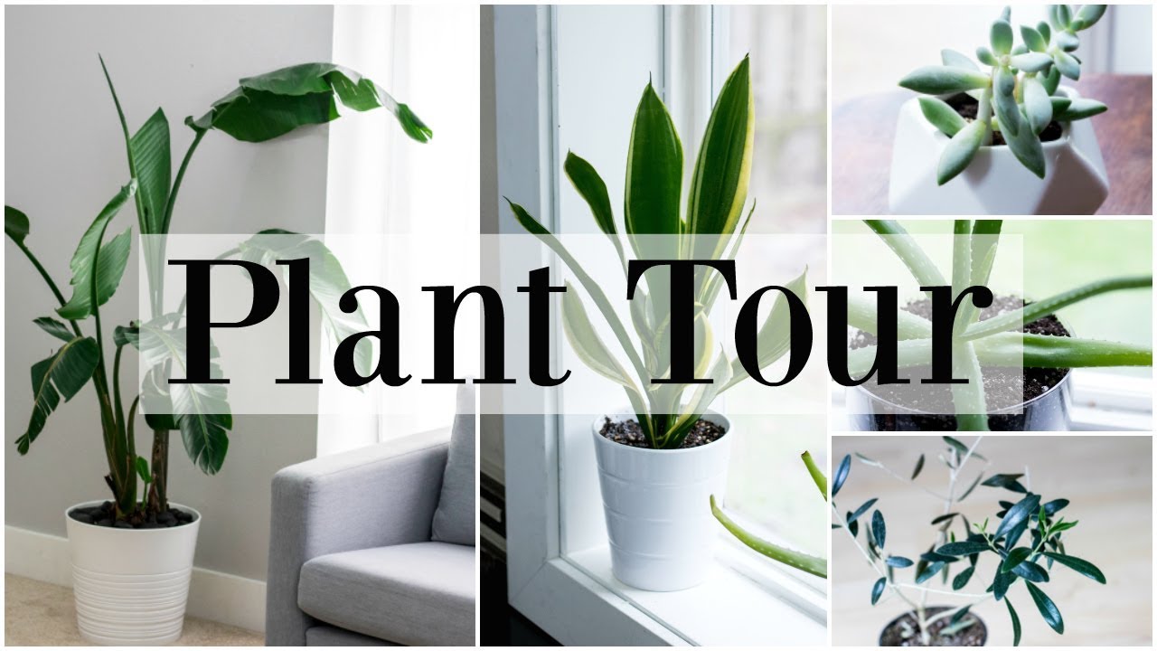 Houseplant Tour | Fiddle Leaf Fig, Monstera | Houseplant Tips For Beginners