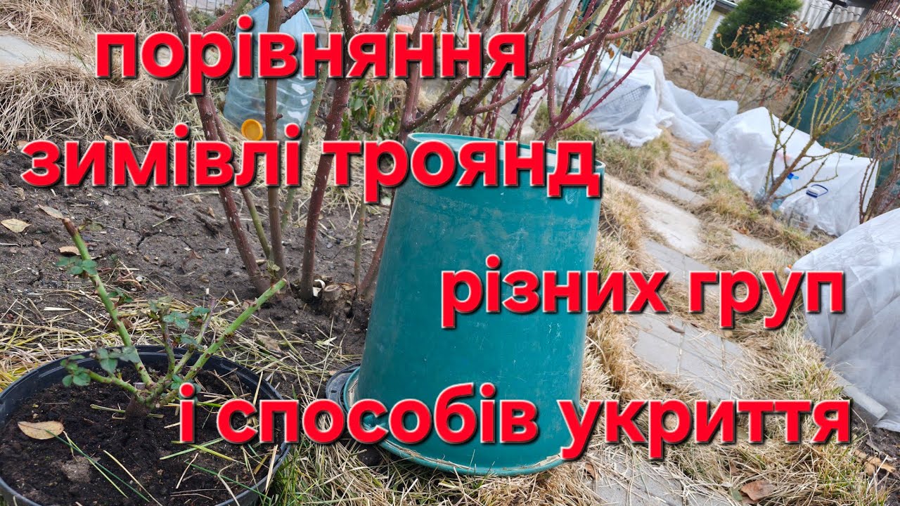 ЯК ПЕРЕЗИМУВАЛИ  МОІ ТРОЯНДИ
