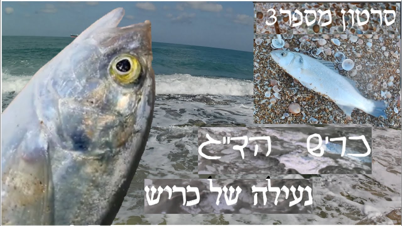 דייג מפלצות | חנות כריש הדייג