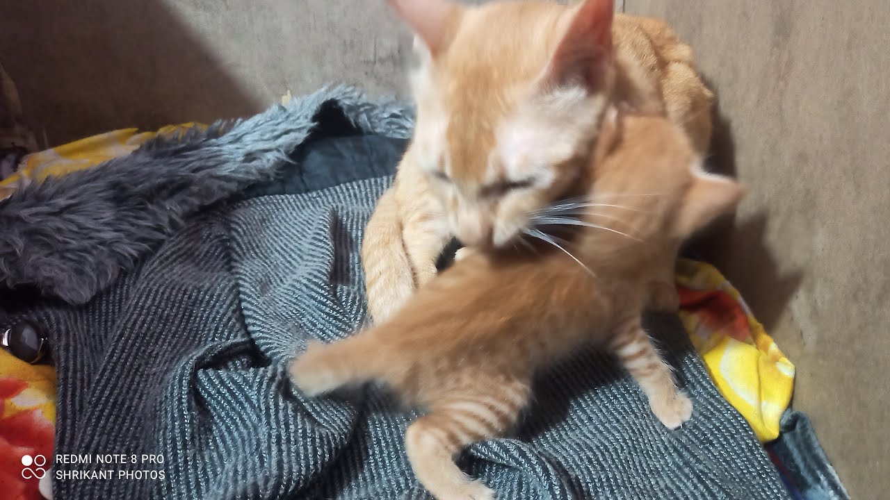Kitten in Nest