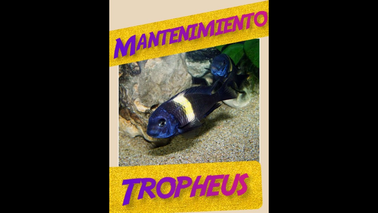 Cuidados y Consejos para el mantenimiento de Tropheus