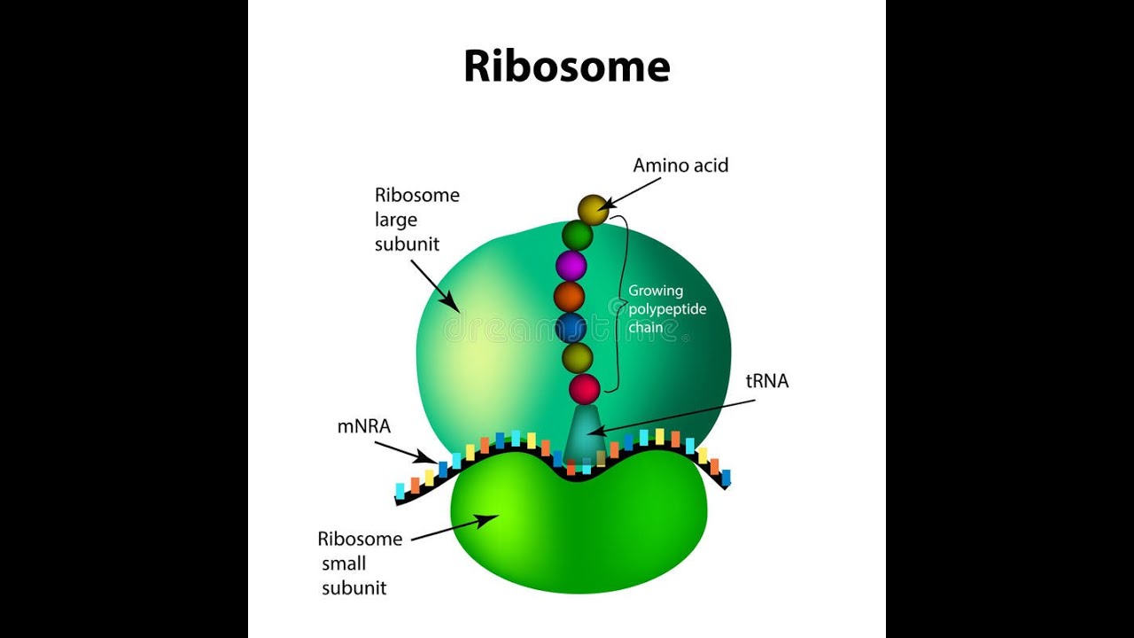 Le ribosome et la synthèse des protéines