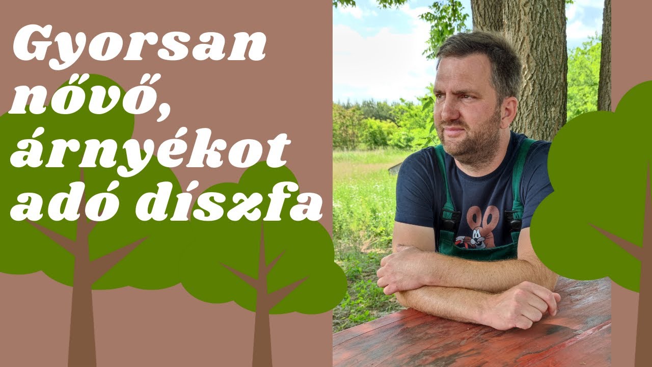 Gyorsan nővő, &aacute;rny&eacute;kot ad&oacute; d&iacute;szfa | K&Eacute;RDEZD A KERT&Eacute;SZT