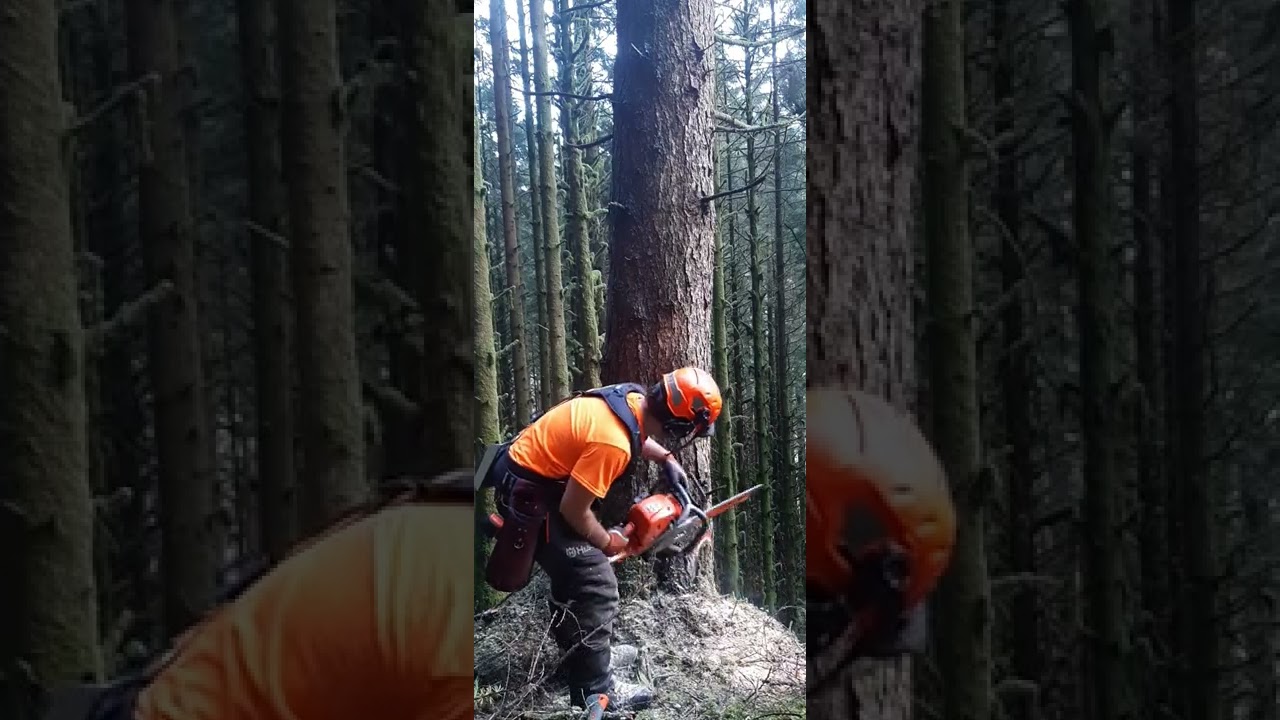 Felling Larch in Scotland with a Husqvarna 565, 24inch bar and chain.