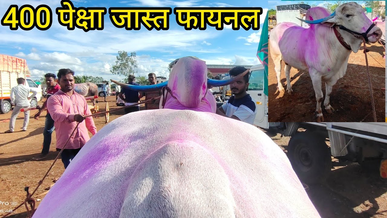 गुलाल नाही तर वैरण खात नाही किल्ले मच्छिंद्र गड चा नाग्या || Nagya Bail Mulakat || Nisargachi Nall