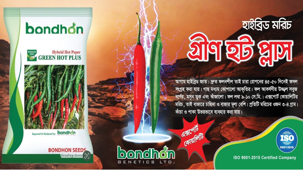 গ্রীণ হট প্লাস- বন্ধনের আলোড়ন সৃষ্টিকারী হাইব্রিড মরিচের জাত ।