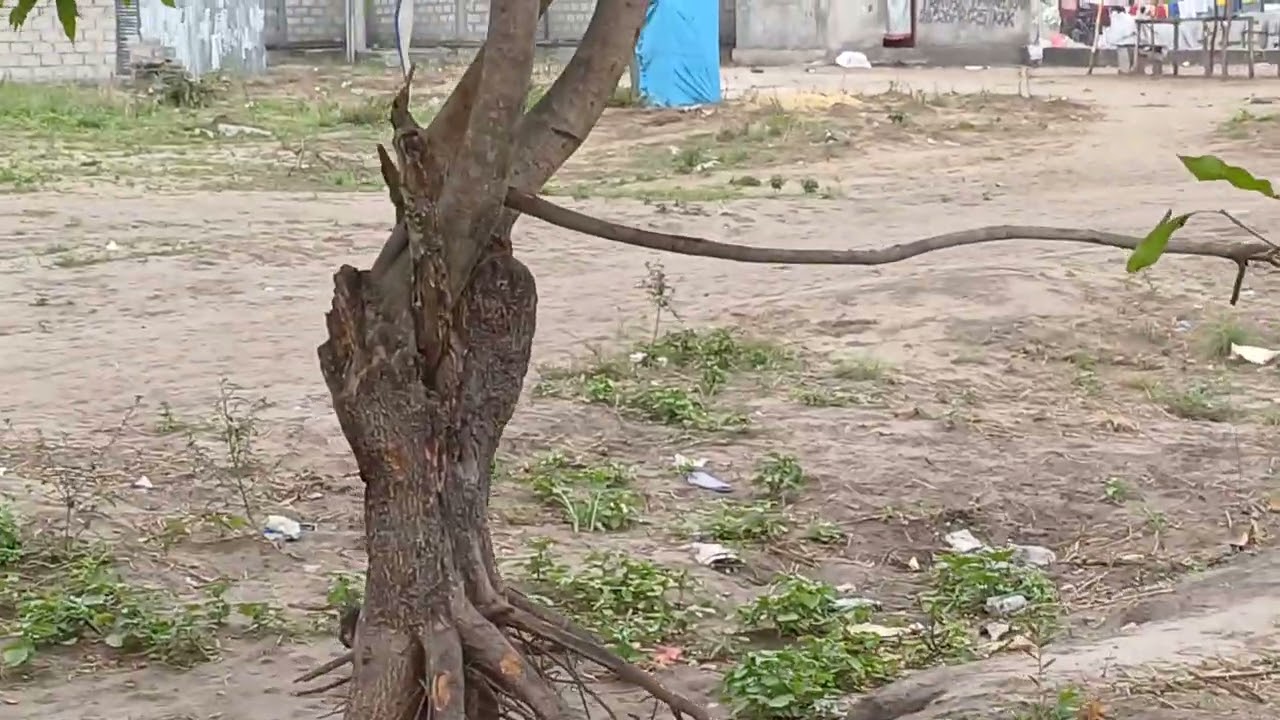 Des terrains disponibles dimension 20mx20m ,c/nsele à 800m du boulevard lumumba arrêt fifa@