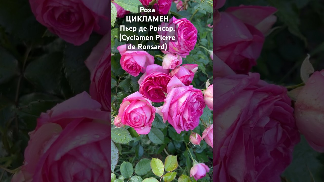 Роза ЦИКЛАМЕН Пьер де Ронсар (Cyclamen Pierre de Ronsard) #розы #gardenplants #rose #цветы #shorts